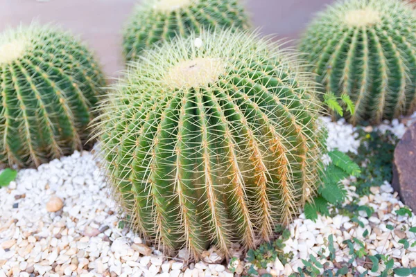 Green Cactus Dekoracji Ogrodu Domu Obrazek Stockowy