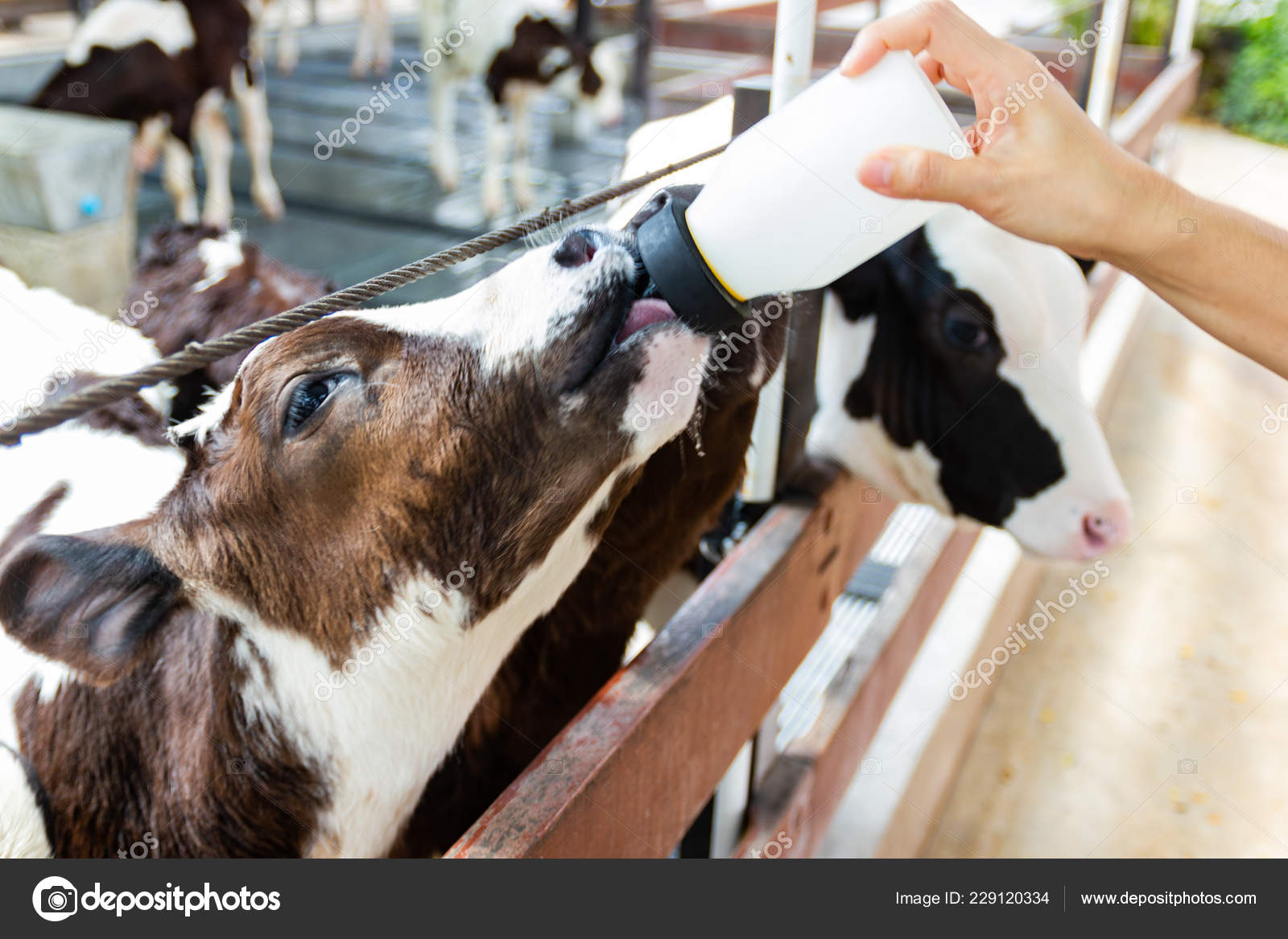 Baby cow bottle sales