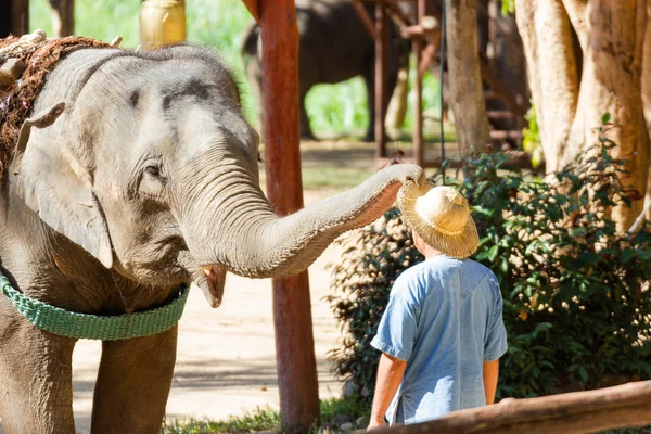 Lampang Thailand Dec 2018 Thai Elephant Conservation Center Tecc Mahouts — стоковое фото