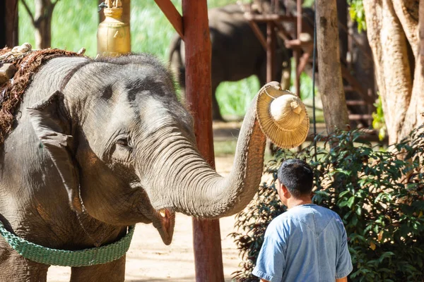 Lampang Thailand Dec 2018 Thai Elephant Conservation Center Tecc Mahouts — стоковое фото