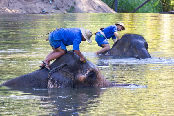 Lampang Thailand Dezember 2018 Thailändisches Elefantenschutzzentrum Aktivitäten Elefantenbad Elefantenbad Natürlich — Stockfoto