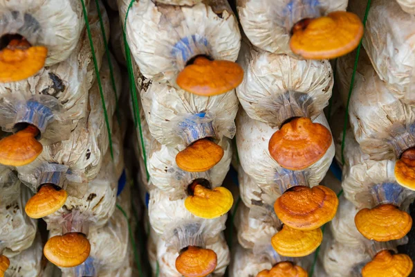 Planting Process Lingzhi Mushrooms Ganoderma Lucidum Lingcheu Thailand — Stock Photo, Image