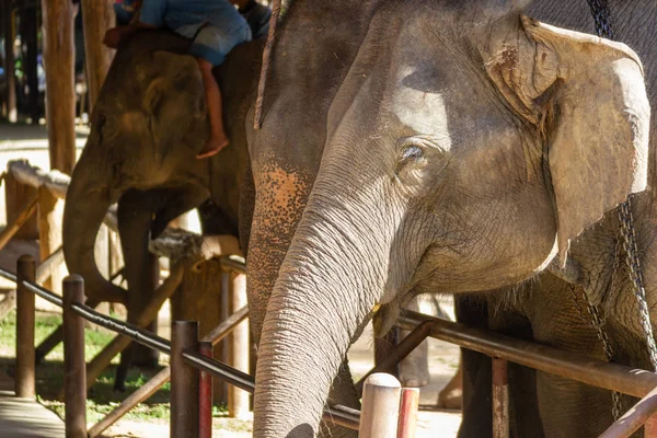 Слон Естественной Ферме Селективное Внимание Голову Слона — стоковое фото