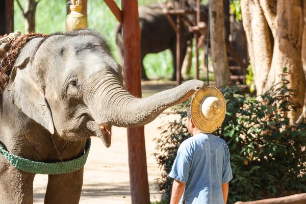 Lampang Thailand Dec 2018 Thai Elephant Conservation Center Tecc Mahouts — стоковое фото