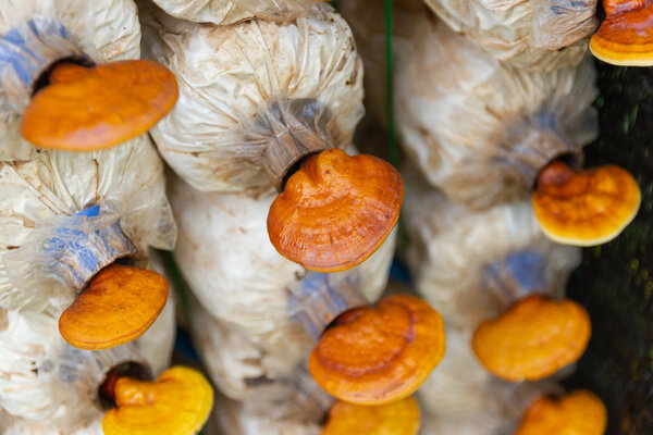 Процесс посадки Lingzhi грибов Ganoderma lucidum Lingcheu в Таиланде
.