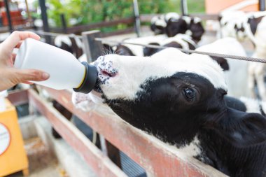 Bebek inek süt şişesi üzerinde kadın, mandıra Tayland el ile besleme.