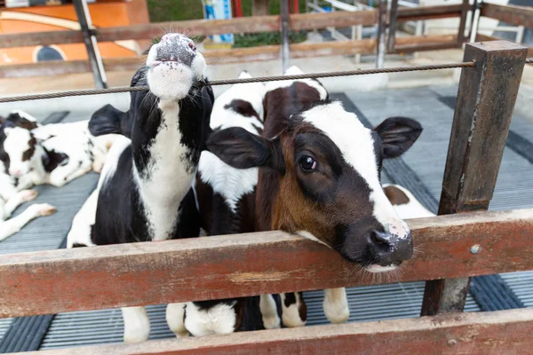 Muchas Vacas Jóvenes Crían Las Vacas Granja —  Fotos de Stock