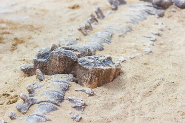 Dinozor fosil simülatörü kazı kum eğitim ve öğrenme