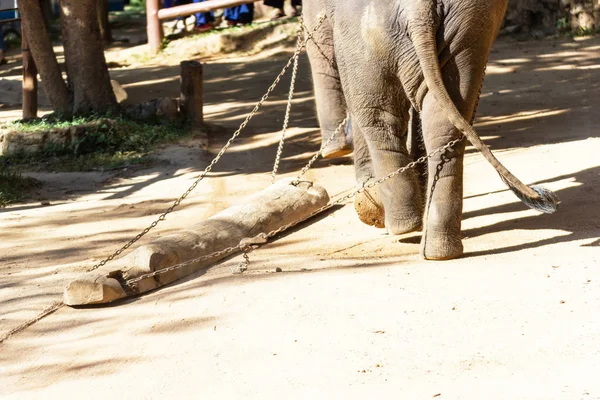 Pokaż Słonie Używane Przeciągnij Dużych Drewnianych Przeszłości Słonie Używane Przeciągnij — Zdjęcie stockowe