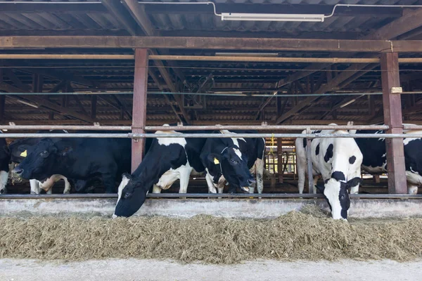 Muchas Vacas Jóvenes Crían Las Vacas Granja —  Fotos de Stock