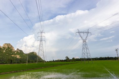  Yüksek gerilim enerji nakil direkleri - yeşil pirinç tarlalarının arasında yer alan  