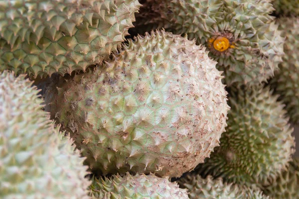 Closeup Durian Vrucht Thailand Delicious Beroemde Vruchten — Stockfoto