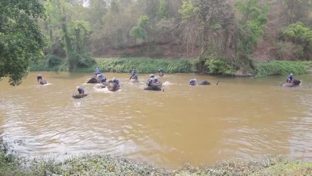 Lampang Thailand April 2017 Thailand Elephant Conservation Centre Activiteiten Olifant — Stockvideo