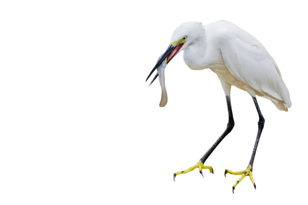 Oost Grote Zilverreiger Eten Vis Mount Kopie Ruimte Geïsoleerd Witte — Stockfoto