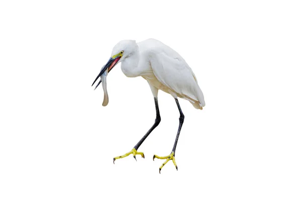 Oriental Grande Egret Comer Peixe Monte Isolado — Fotografia de Stock