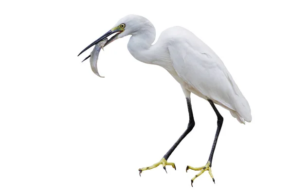 Grand Aigrette Est Mangeant Poisson Dans Mont Isolé Fond Blanc — Photo