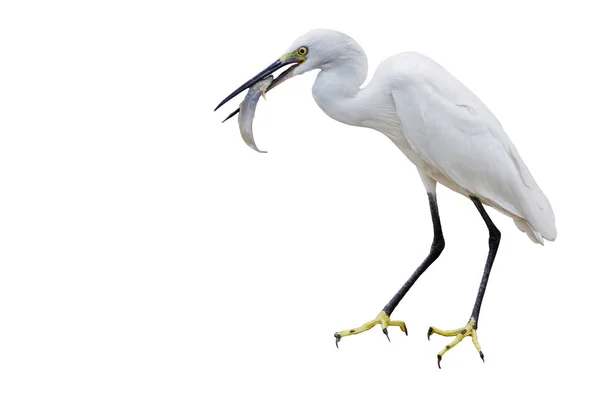 Eastern Great Egret Eating Fish Mount Copy Space Isolated White — Stock Photo, Image