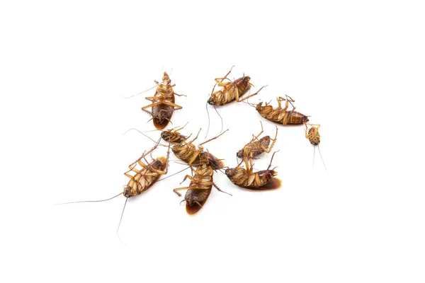Baratas Morrem Bug Sprays Isolar Fundo Branco — Fotografia de Stock