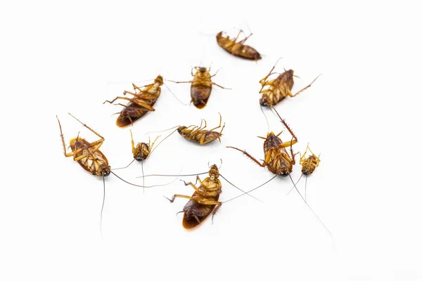 Cockroaches Die Bug Sprays Isolate White Background — Stock Photo, Image