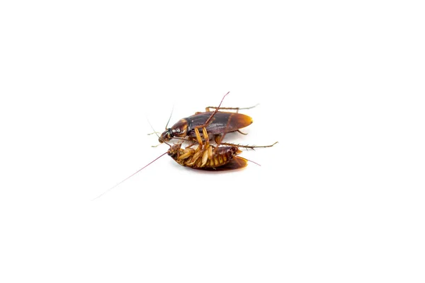 Kakerlaken Sterben Durch Insektenspray Isolieren Weißen Hintergrund — Stockfoto