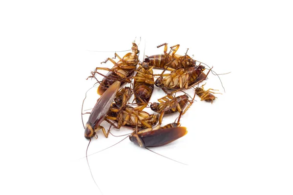 스프레이에서 바퀴벌레 — 스톡 사진