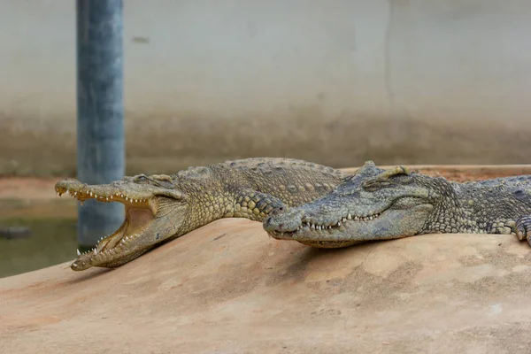 Dois Crocodilo Deitado Boca Relaxando Pedra Perto Água — Fotografia de Stock