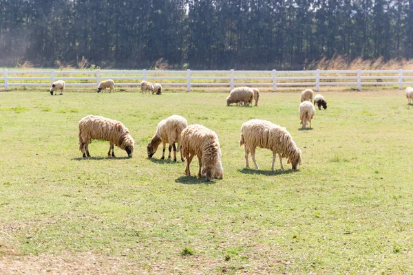 Κοπάδι Πρόβατα Μια Φάρμα Εκτός Σπιτιού Ασία Ταϊλάνδη — Φωτογραφία Αρχείου