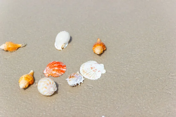 Strand Zomer Met Schelpen Zandstrand Met Zandstrand Achtergrond Vakantie Strand — Stockfoto