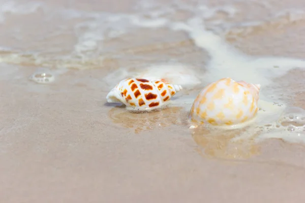 Strand Zomer Met Schelpen Zandstrand Met Zandstrand Achtergrond Vakantie Strand — Stockfoto