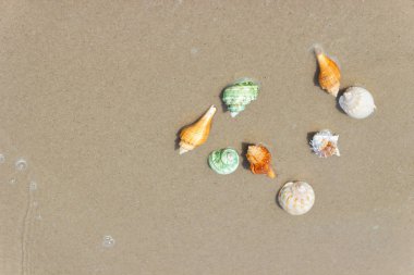 Kumlu plaj arka plan, tatil plaj kavramı kopya alanı ile kumsalında kabukları ile plaj yaz.
