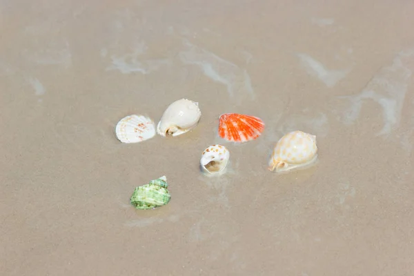 Strand Zomer Met Schelpen Zandstrand Met Zandstrand Achtergrond Holiday Beach — Stockfoto