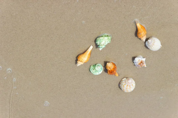 Kumlu plaj arka plan, tatil plaj kavramı kopya alanı ile kumsalında kabukları ile plaj yaz.