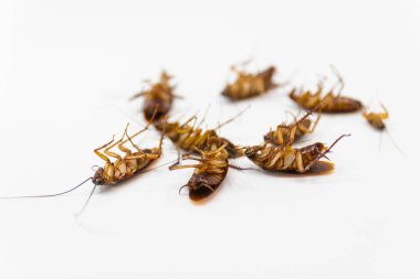 Hamam böceği böcek spreyleri ölmektedir izole beyaz arka plan