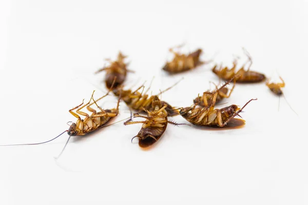 스프레이에서 바퀴벌레 — 스톡 사진