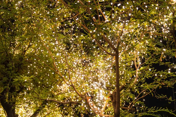 Decorative outdoor string lights hanging on tree in the garden