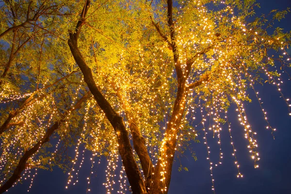 Decorative outdoor string lights hanging on tree in the garden a