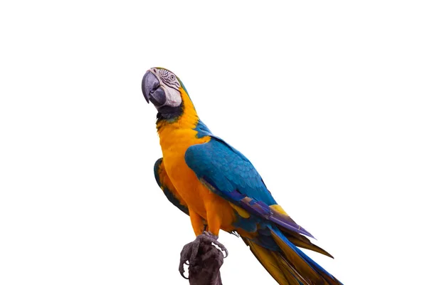 Bird Blue-and-yellow macaw standing on branches — Stock Photo, Image