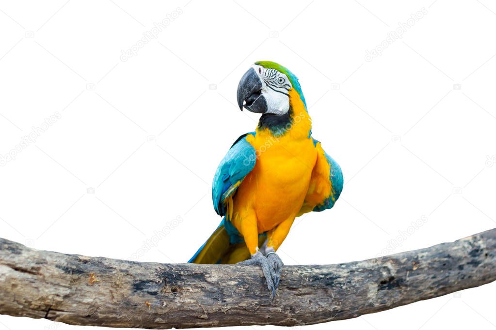 Bird Blue-and-yellow macaw standing on branches 