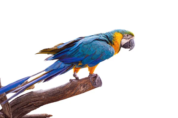 Πτηνά Blue-and-yellow macaw στέκεται στα κλαδιά — Φωτογραφία Αρχείου