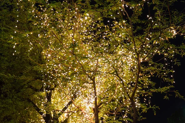 Luces decorativas de cadena al aire libre colgando en el árbol en el jardín a — Foto de Stock