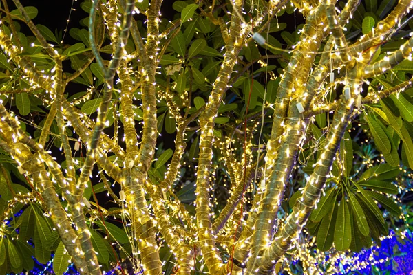 Decorative outdoor string lights hanging on tree in the garden a