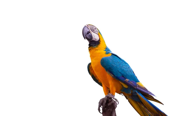 Bird Niebiesko-żółta plamistość stojąca na gałęziach — Zdjęcie stockowe