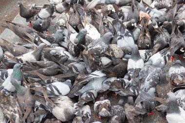 Güvercinler ekmek yere park Bangkok Tayland yemek 