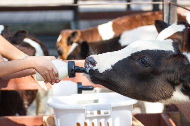 Bebek sığır süt şişesi üzerinde elle beslenme kadınlar 