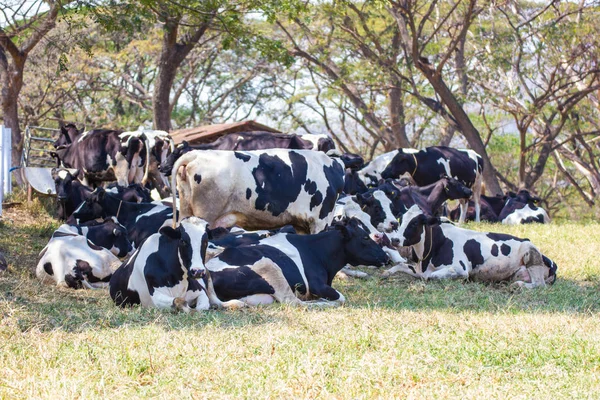 Gruppe Kuhmilch auf einem Bauernhof essen Heu in Kuhstall auf Milchviehbetrieb thailad — Stockfoto