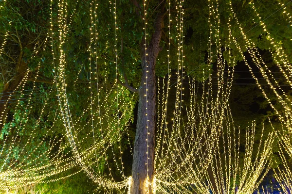 Decorative outdoor string lights hanging on tree in the garden at night time festivals season