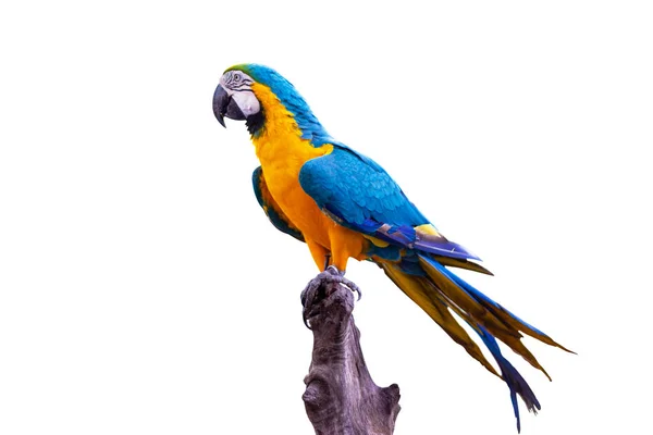 Ptáček modrý a žlutý, stojící na větvích — Stock fotografie