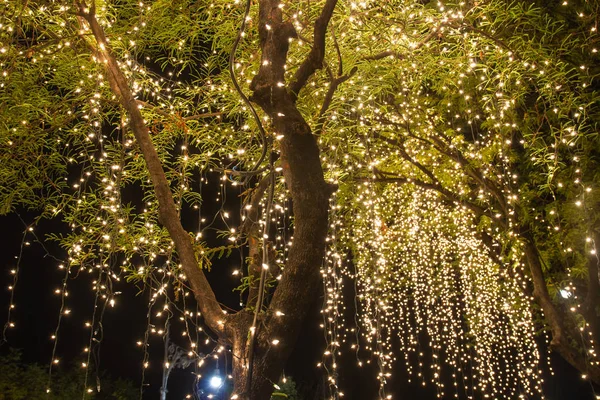 Decorative outdoor string lights hanging on tree in the garden