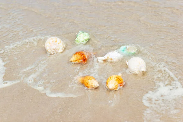 Strand zomer met schelpen op zandstrand met zandstrand — Stockfoto