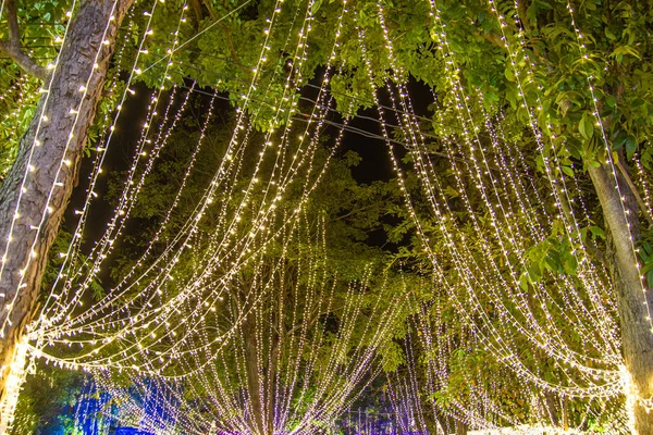 Decorative outdoor string lights hanging on tree in the garden